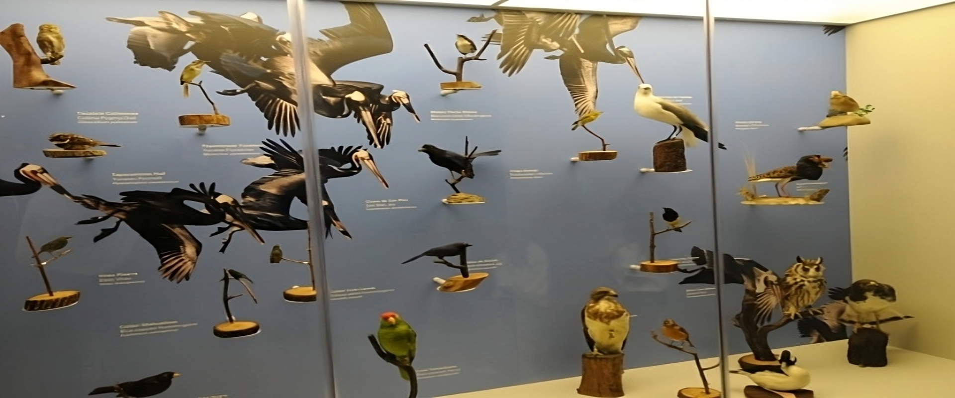 museo de aves