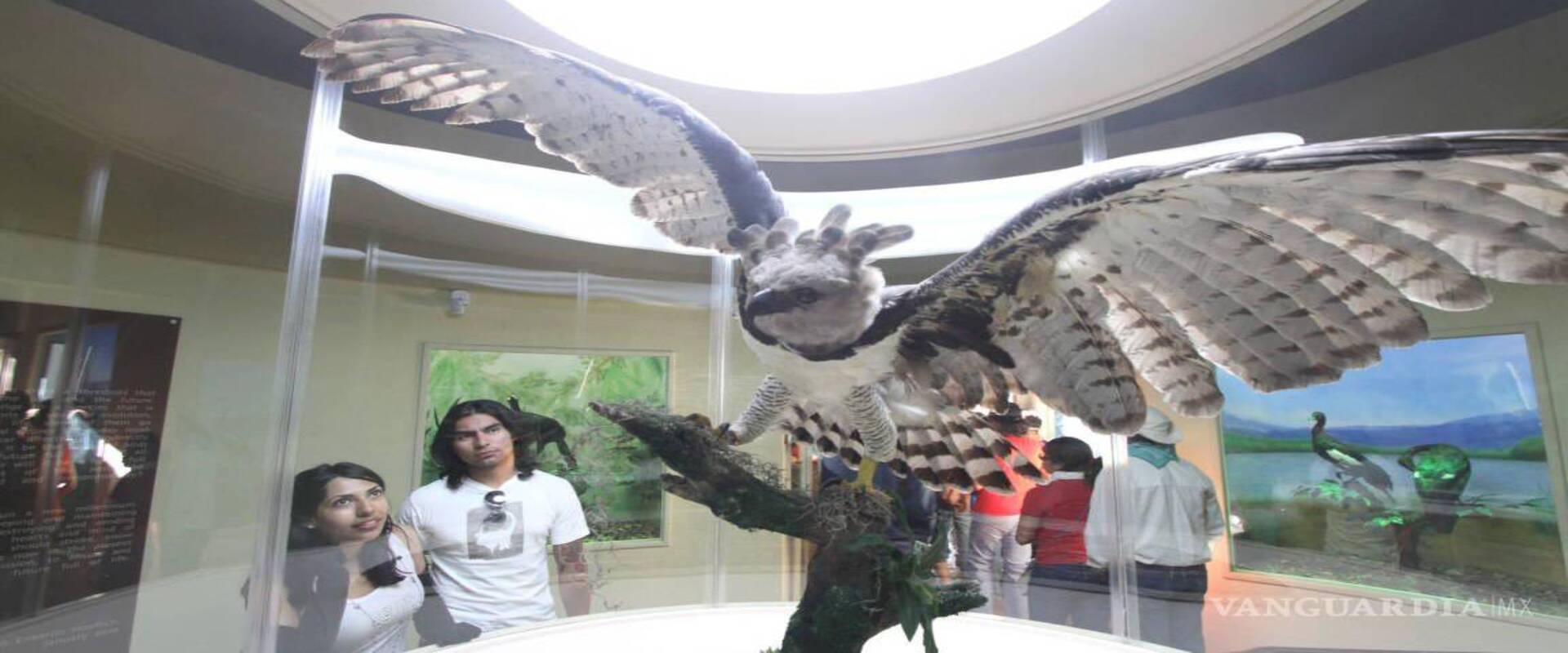 museo_de_aves